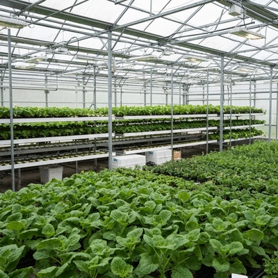 Interior of a Janssens greenhouse with thriving plants and gardening tools